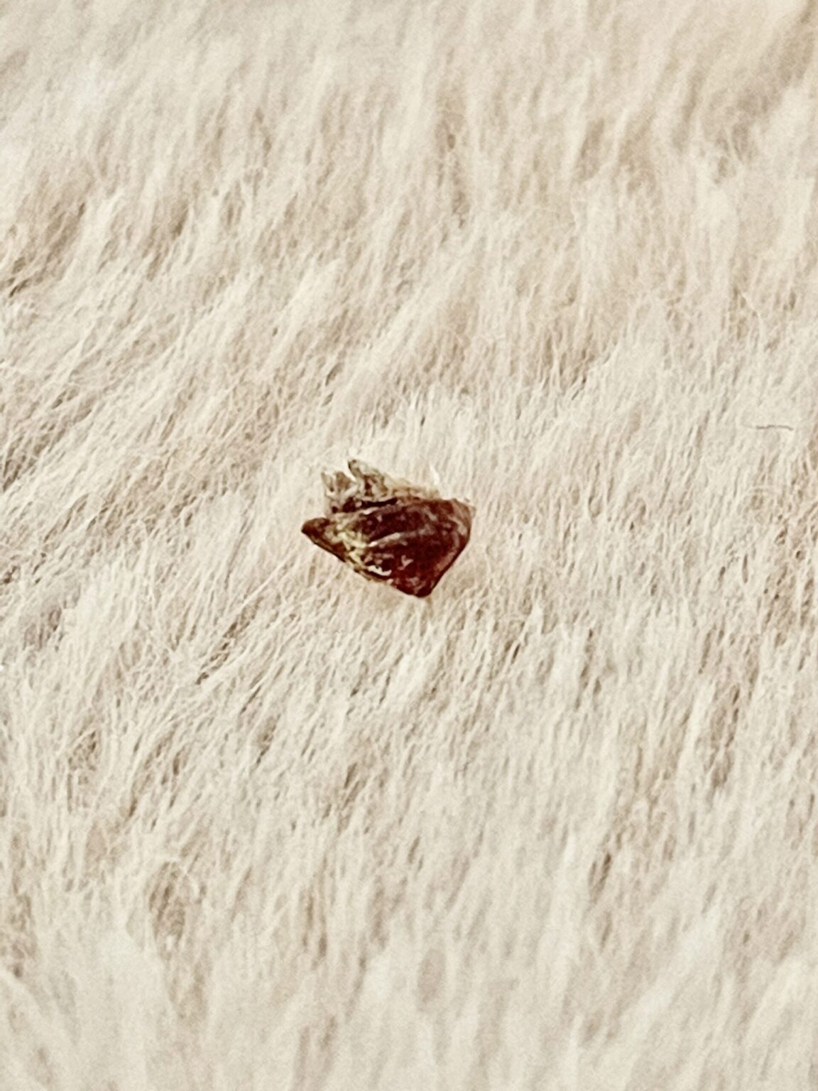 Wil je in het sieraad een extra toevoeging doen van een stukje navelstreng? Dan kan dat